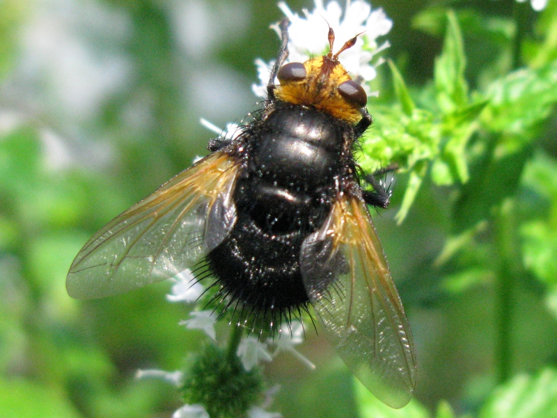 Tachina grossa (Tachinidae)